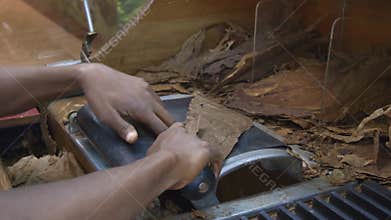 Closeup of hands making cigar.