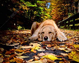 Golden Retriever resting in Fall