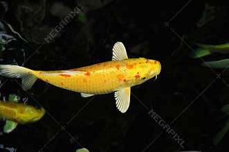 Koi carp fish