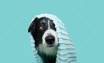 Puppy dog summer. Border collie wrapped with a towel after take a shower. Isolated on blue backgorund