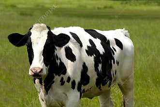 Cow