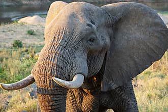 Close up big male African elephant