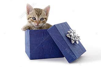 Kitten in a blue gift box