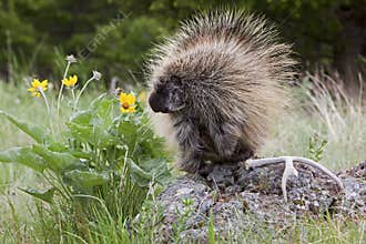 American porcupine quills defense wildlife