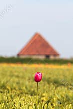 Lonely pink tulip in front of a Dutch farm barn