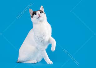 Bicolor japanese bobtail on sky blue