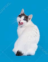 Bicolor japanese bobtail