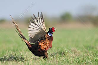 Dancing Pheasant