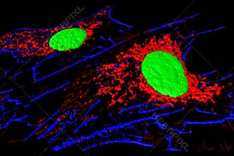 Fibroblast cells
