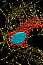 Fibroblast cells