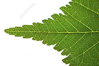 Leaf macro