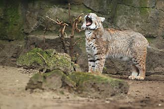 Yawning bobcat