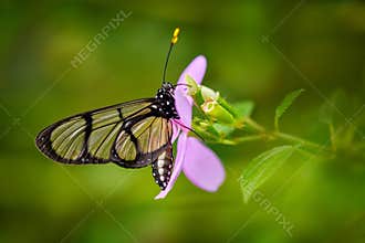 Glass transparent butterfly. Methona confusa, Giant glasswing, butterfly sitting on the green leave in the nature habitat,