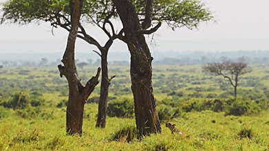 Leopard Climbing a Tree, Amazing Masai Mara Africa Safari Animal Wildlife, Leaping and Jumping Up a