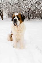 Saint Bernard in a Snow Covered Yard