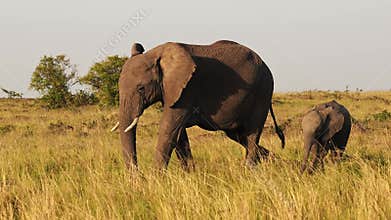 Baby Elephant and Protective Mother Trumpeting with Trunk in the Air, African Wildlife Animals in Ma