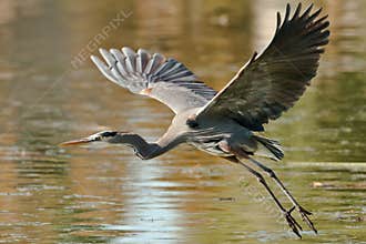 Great Blue Heron