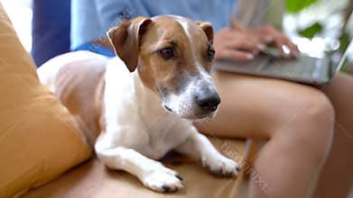dog Jack Russell terrier looking at the camera obedient lying on a wooden bench