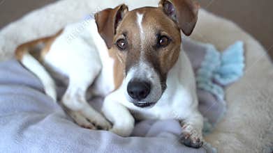 dog lying on light comfortable bed looking at camera and tilting the head listening attentively