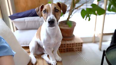 Dog portrait looking at the camera. Funny attentive looking Jack Russell terrier pet