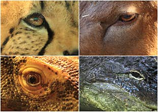 Eyes of animals