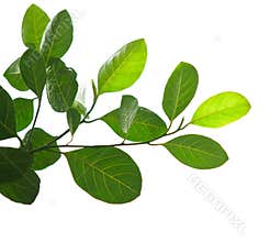 Green leaves and tree branch isolated