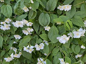 white fragrant jasmine flowers on a city