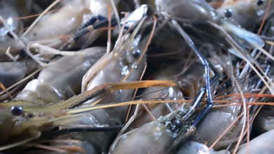 Fresh shrimp on ice at the market in Bangladesh