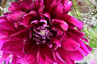 very nice colorful summer garden flower from close in my garden