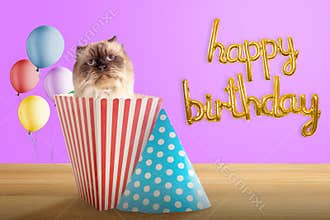 Happy birthday cat
