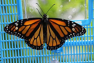 Top View of Newly Emerged Monarch Butterfly in Blue Carrier - Danaus plexippus