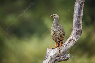 Natal francolin in Kruger National park, South Africa