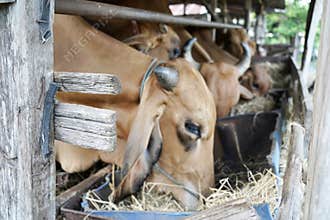 Thai cows animal in a rural cowshed.
