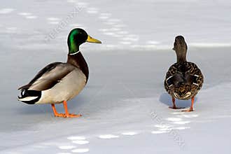 Two ducks in the winter