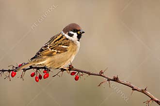 Tree Sparrow