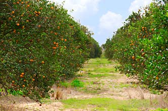 Florida orange grove with ripe oranges