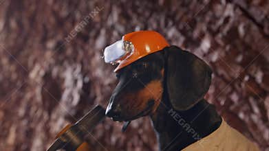 Dog in helmet with lantern with pick in cave, children quest world of profession