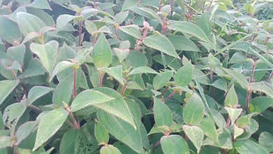 Wild herbs soapbush or Koster's Curse close up