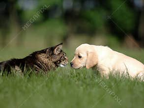 Dog and cat friendship