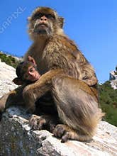 Mama ape