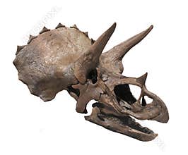 Triceratops dinosaur skull isolated.