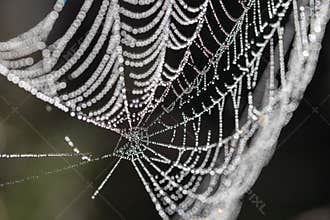 Dew drops on web threads - natural abstraction, backgrounds, textures.