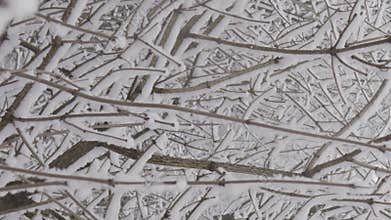 Vertical video. Frosty beauty: Snow-covered branches and fluffs of snow on trees amaze with their winter grandeur