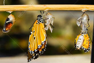 Emerging plain tiger butterfly