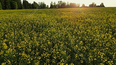 Close drone flight over rapeseed flower field. Production of rapeseed oil. Farm