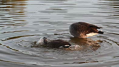 Geese splashing about