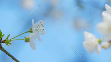 Prunus Avium. Blooming White Cherry Flowers Of Sweet Cherry. White Oriental Cherry. Close up.