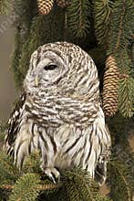 Barred Owl