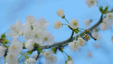 Cherry Tree White Flowers In Bloom. Fresh Flowers Of Sweet Cherry. Prunus Avium. Close up.