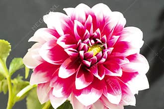 very nice colorful dahlia garden flower on a black background